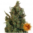 Blue Cheese - Barney's Farm